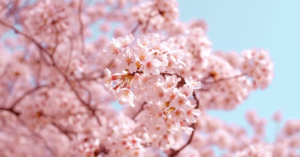 アイキャッチ画像：桜咲く春の様子