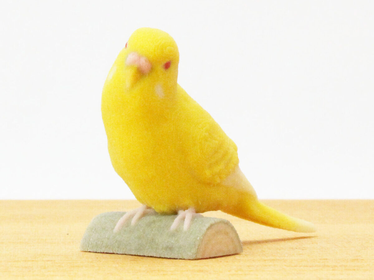 セキセイインコ・ルチノー - 株式会社ゆほびか