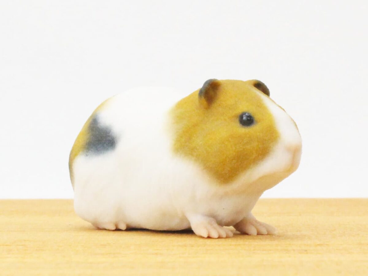 モルモット partners136-1200x900.jpg